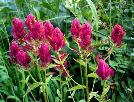 Splitleaf Indian Paintbrush SEEDS (CASTILLEJA rhexifolia ) Perennial - Caribbean garden seed