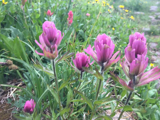 Splitleaf Indian Paintbrush SEEDS (CASTILLEJA rhexifolia ) Perennial - Caribbean garden seed