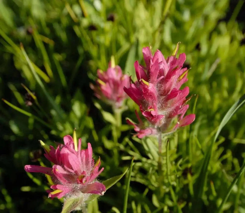 Splitleaf Indian Paintbrush SEEDS (CASTILLEJA rhexifolia ) Perennial - Caribbean garden seed