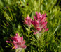 Splitleaf Indian Paintbrush SEEDS (CASTILLEJA rhexifolia ) Perennial - Caribbean garden seed