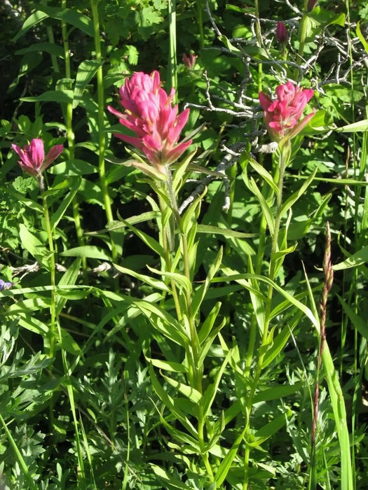 Splitleaf Indian Paintbrush SEEDS (CASTILLEJA rhexifolia ) Perennial - Caribbean garden seed
