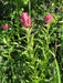 Splitleaf Indian Paintbrush SEEDS (CASTILLEJA rhexifolia ) Perennial - Caribbean garden seed