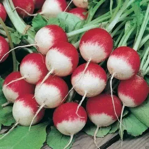Sparkler Radish  seed ,- - Caribbean garden seed