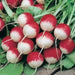Sparkler Radish  seed ,- - Caribbean garden seed