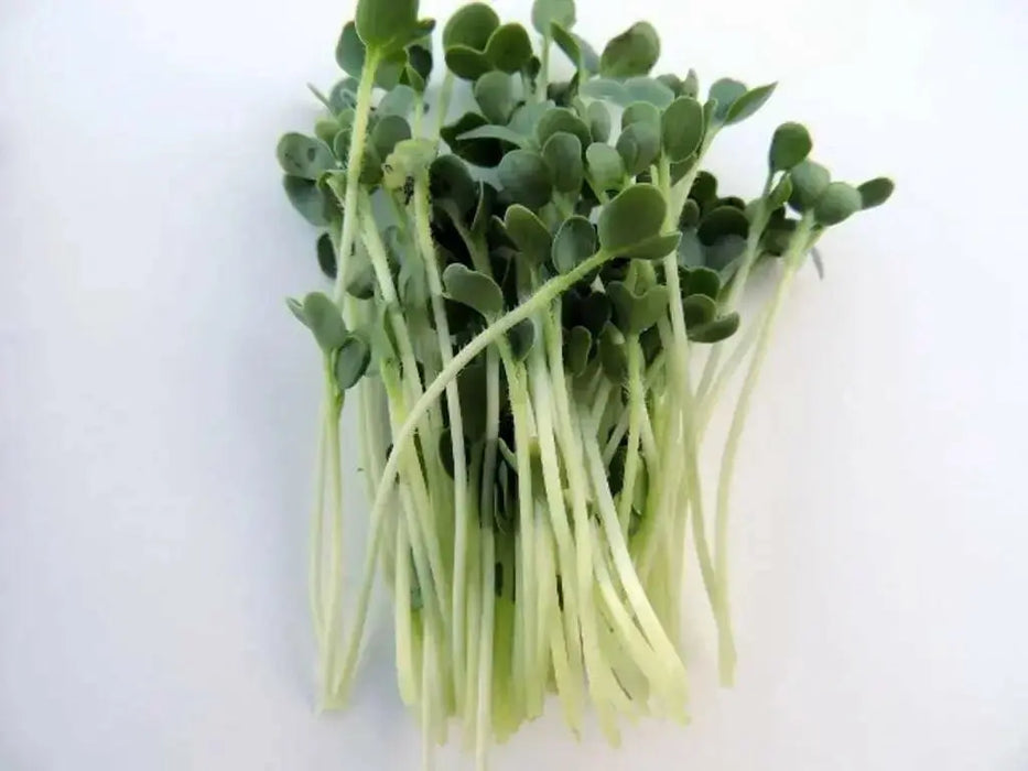 Sparkler Radish  seed ,- - Caribbean garden seed