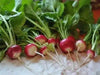 Sparkler Radish  seed ,- - Caribbean garden seed