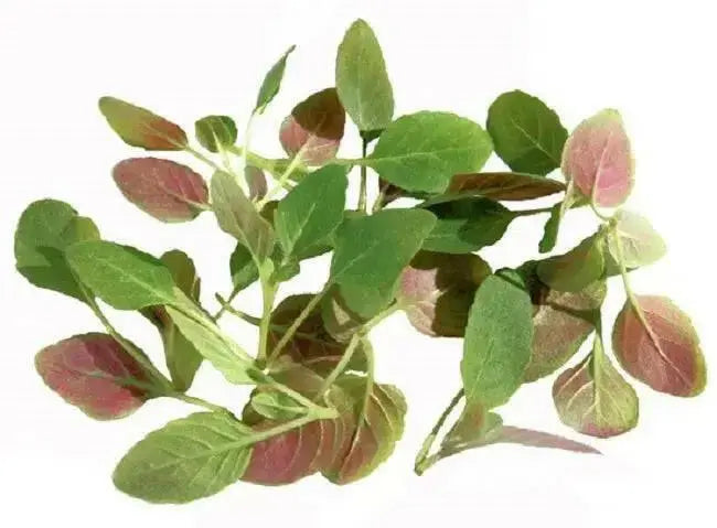 Sparkler Radish  seed ,- - Caribbean garden seed