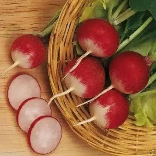 Sparkler Radish  seed ,- - Caribbean garden seed