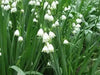 Spring Snowflake Flowers (10 seeds),Leucojum vernum , Hardy Perennial - Caribbean garden seed