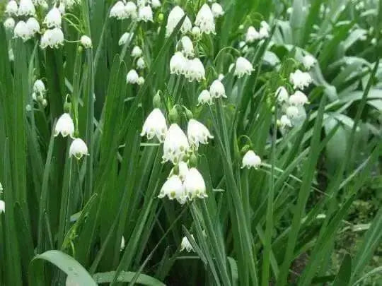 Spring Snowflake Flowers (10 seeds),Leucojum vernum , Hardy Perennial - Caribbean garden seed