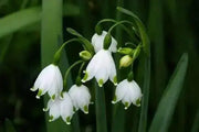 Spring Snowflake Flowers (10 seeds),Leucojum vernum , Hardy Perennial - Caribbean garden seed