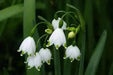 Spring Snowflake Flowers (10 seeds),Leucojum vernum , Hardy Perennial - Caribbean garden seed