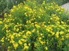 St. Johns Wort Seed ,short, woody shrub,Perennial - Caribbean garden seed