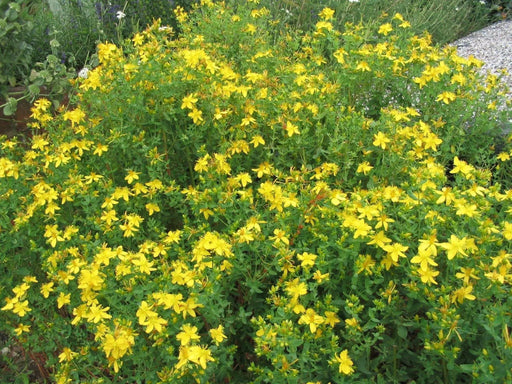 St. Johns Wort Seed ,short, woody shrub,Perennial - Caribbean garden seed