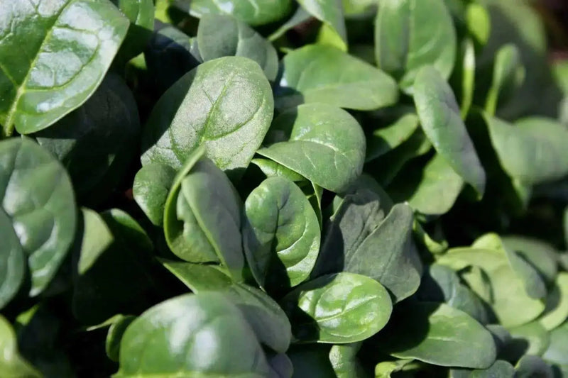 Spinach Seeds, Bloomsdale ~Organic HEIRLOOM VEGETABLE - Caribbean garden seed