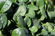 Spinach Seeds, Bloomsdale ~Organic HEIRLOOM VEGETABLE - Caribbean garden seed