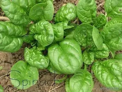 Spinach Seeds, Bloomsdale ~Organic HEIRLOOM VEGETABLE - Caribbean garden seed