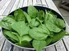 Spinach Seeds, Bloomsdale ~Organic HEIRLOOM VEGETABLE - Caribbean garden seed