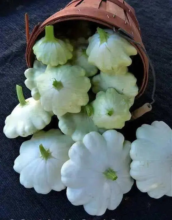 Squash Summer Seeds , Scallop,Pattypan squash, Annual Vegetable - Caribbean garden seed