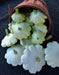 Squash Summer Seeds , Scallop,Pattypan squash, Annual Vegetable - Caribbean garden seed