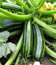 Squash Summer Cocozelle Zucchini Squash,Seeds, highly productive ! - Caribbean garden seed