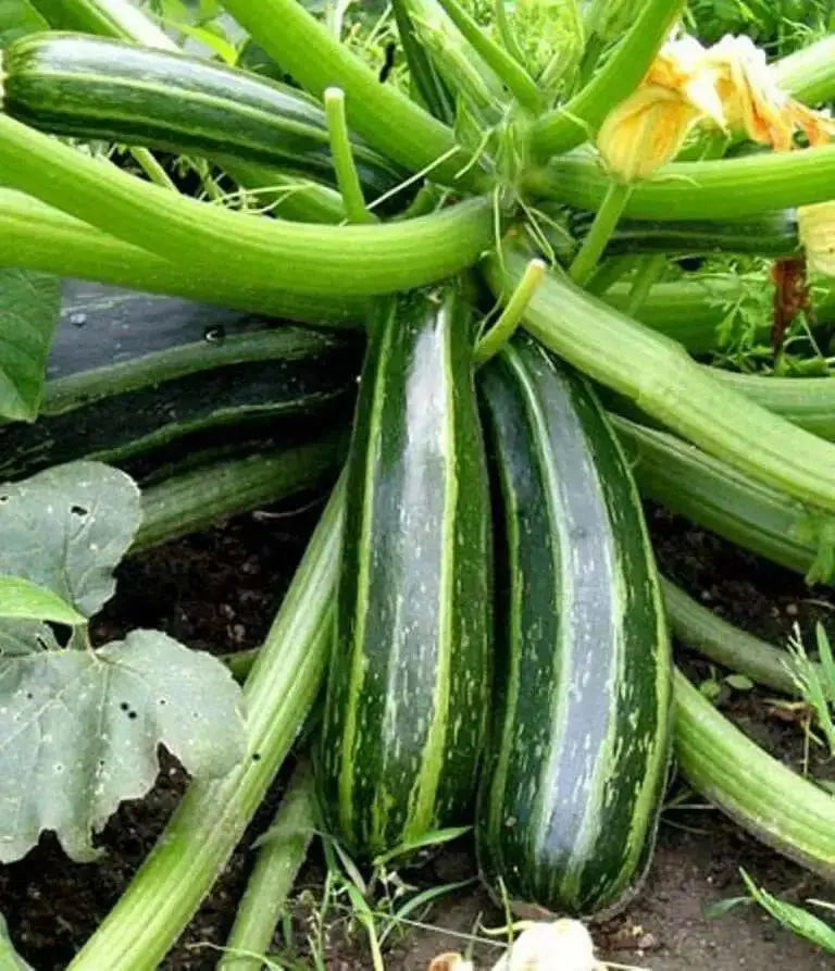Squash Summer Cocozelle Zucchini Squash,Seeds, highly productive ! - Caribbean garden seed