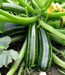 Squash Summer Cocozelle Zucchini Squash,Seeds, highly productive ! - Caribbean garden seed