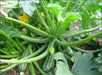 Squash Summer Cocozelle Zucchini Squash,Seeds, highly productive ! - Caribbean garden seed