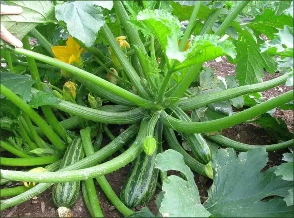 Squash Summer Cocozelle Zucchini Squash,Seeds, highly productive ! - Caribbean garden seed