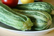 Squash Summer Cocozelle Zucchini Squash,Seeds, highly productive ! - Caribbean garden seed