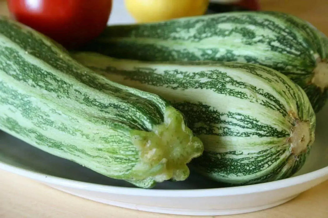 Squash Summer Cocozelle Zucchini Squash,Seeds, highly productive ! - Caribbean garden seed