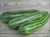Squash Summer Cocozelle Zucchini Squash,Seeds, highly productive ! - Caribbean garden seed