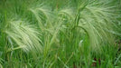 Squirrel-tail Grass Seeds,Ornamental Grass. - Caribbean garden seed