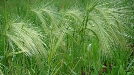 Squirrel-tail Grass Seeds,Ornamental Grass. - Caribbean garden seed