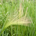 Squirrel-tail Grass Seeds,Ornamental Grass. - Caribbean garden seed