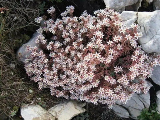 Spanish Stonecrop Seeds,(Sedum Hispanicum) succulent,  Perennial groundcover - Caribbean garden seed