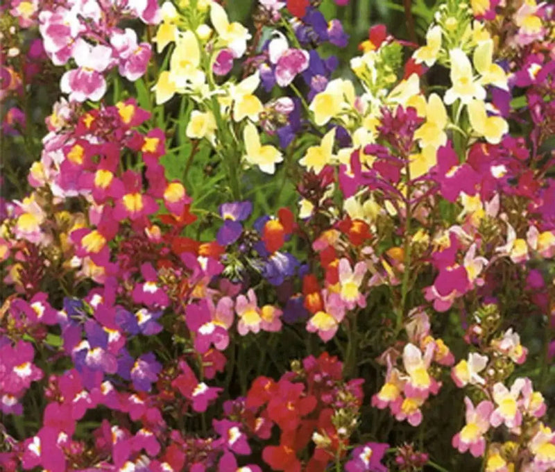 Spurred Snapdragon ‘Fairy Bouquet’,ANNUAL FLOWERS SEED - Caribbean garden seed