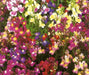 Spurred Snapdragon ‘Fairy Bouquet’,ANNUAL FLOWERS SEED - Caribbean garden seed