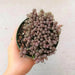 Spanish Stonecrop Seeds,(Sedum Hispanicum) succulent,  Perennial groundcover - Caribbean garden seed