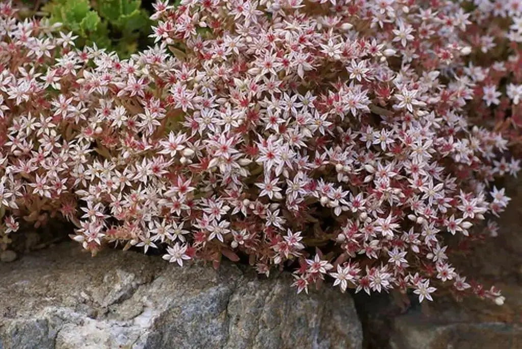 Spanish Stonecrop Seeds,(Sedum Hispanicum) succulent,  Perennial groundcover - Caribbean garden seed