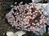Spanish Stonecrop Seeds,(Sedum Hispanicum) succulent,  Perennial groundcover - Caribbean garden seed