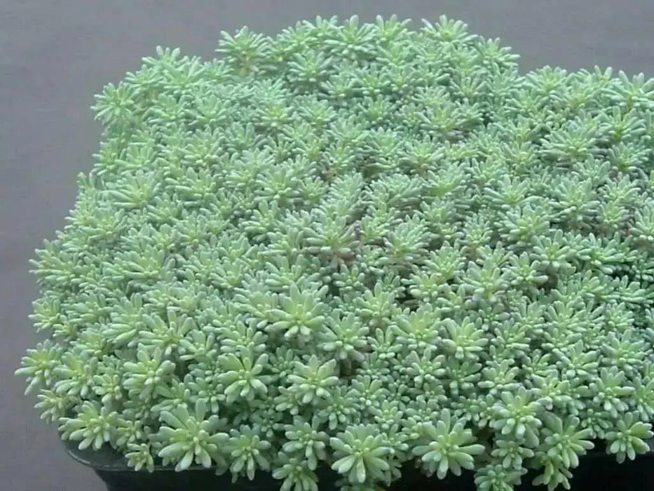 Spanish Stonecrop Seeds,(Sedum Hispanicum) succulent,  Perennial groundcover - Caribbean garden seed