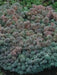 Spanish Stonecrop Seeds,(Sedum Hispanicum) succulent,  Perennial groundcover - Caribbean garden seed