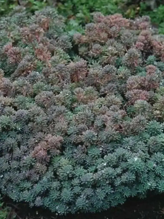 Spanish Stonecrop Seeds,(Sedum Hispanicum) succulent,  Perennial groundcover - Caribbean garden seed