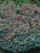 Spanish Stonecrop Seeds,(Sedum Hispanicum) succulent,  Perennial groundcover - Caribbean garden seed