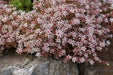 Spanish Stonecrop Seeds,(Sedum Hispanicum) succulent,  Perennial groundcover - Caribbean garden seed