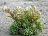 Spanish Stonecrop Seeds,(Sedum Hispanicum) succulent,  Perennial groundcover - Caribbean garden seed