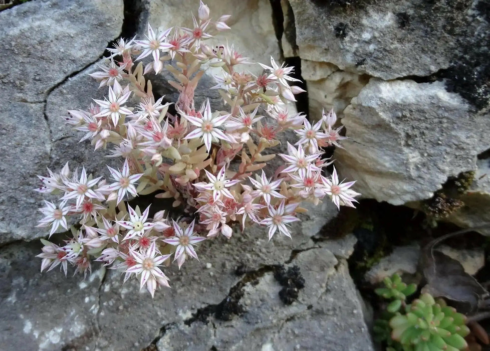 Spanish Stonecrop Seeds,(Sedum Hispanicum) succulent,  Perennial groundcover - Caribbean garden seed