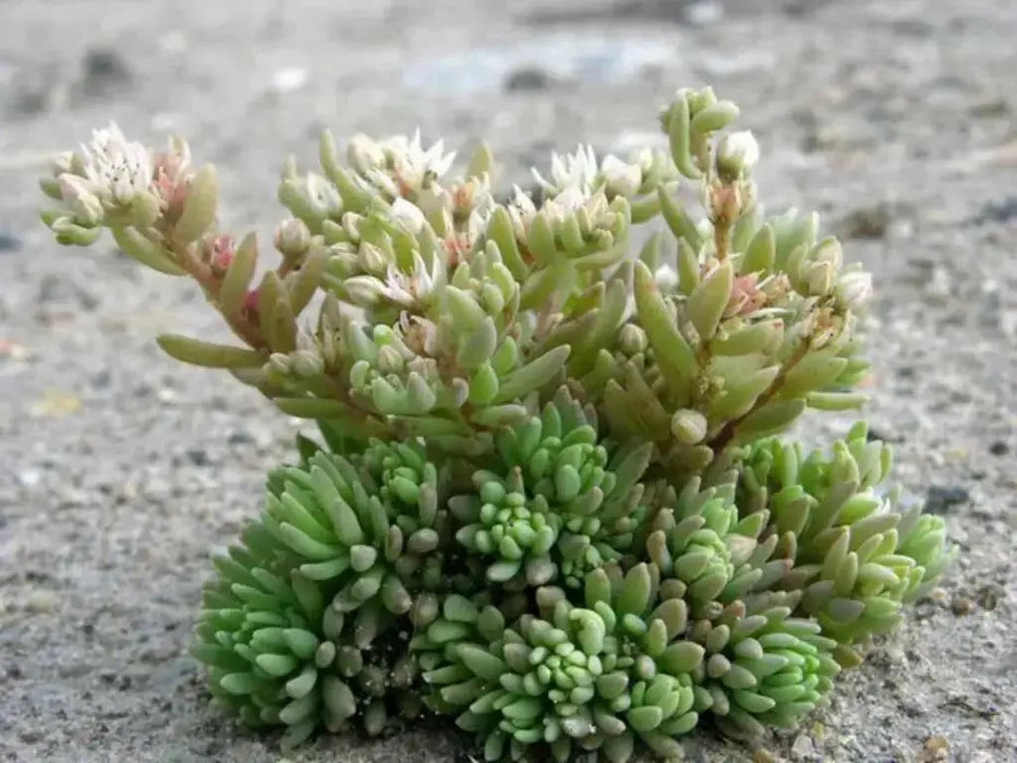Spanish Stonecrop Seeds,(Sedum Hispanicum) succulent,  Perennial groundcover - Caribbean garden seed