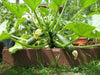 Squash Summer Black Beauty Zucchini ,HEIRLOOM Seeds, highly productive ! - Caribbean garden seed